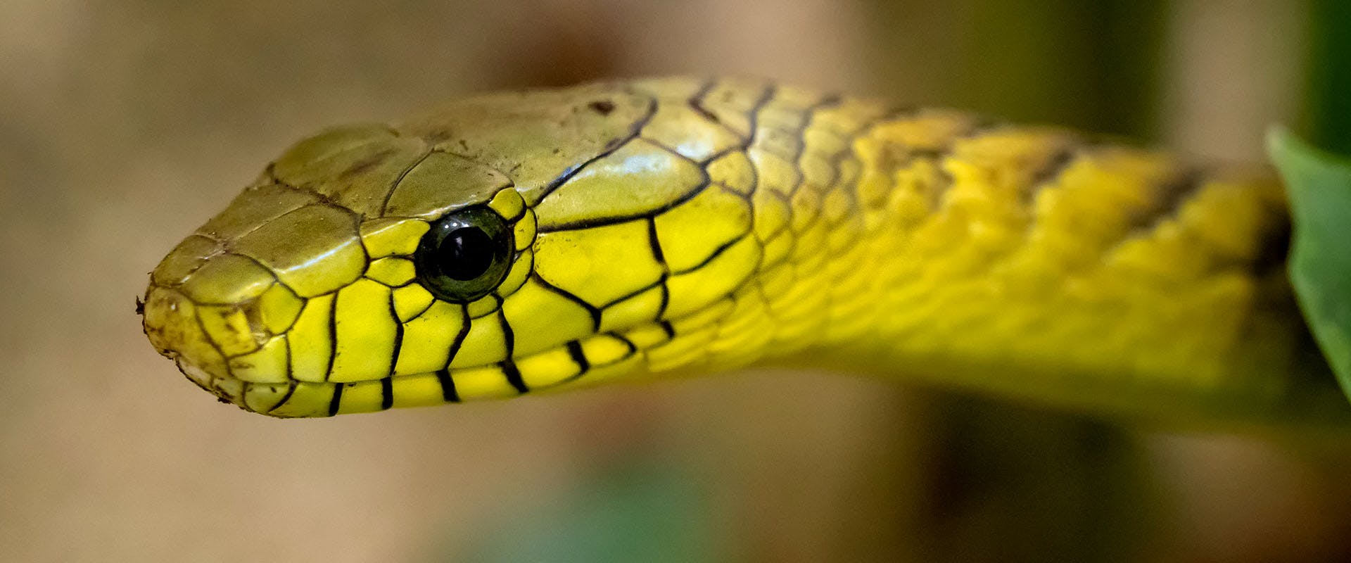 Snake Farm Sri Lanka Ahangama Weligama